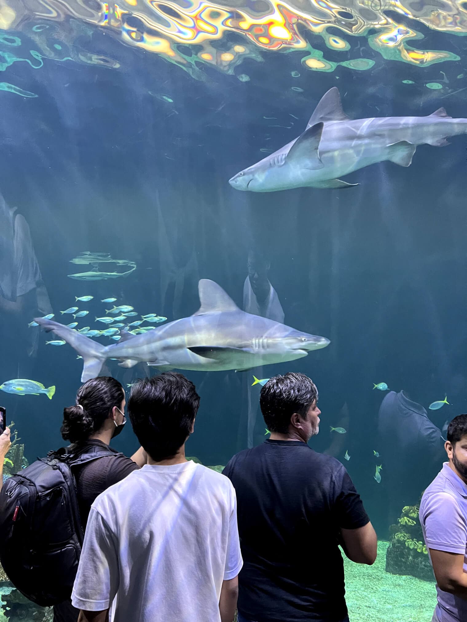 Sharks in the aquarium