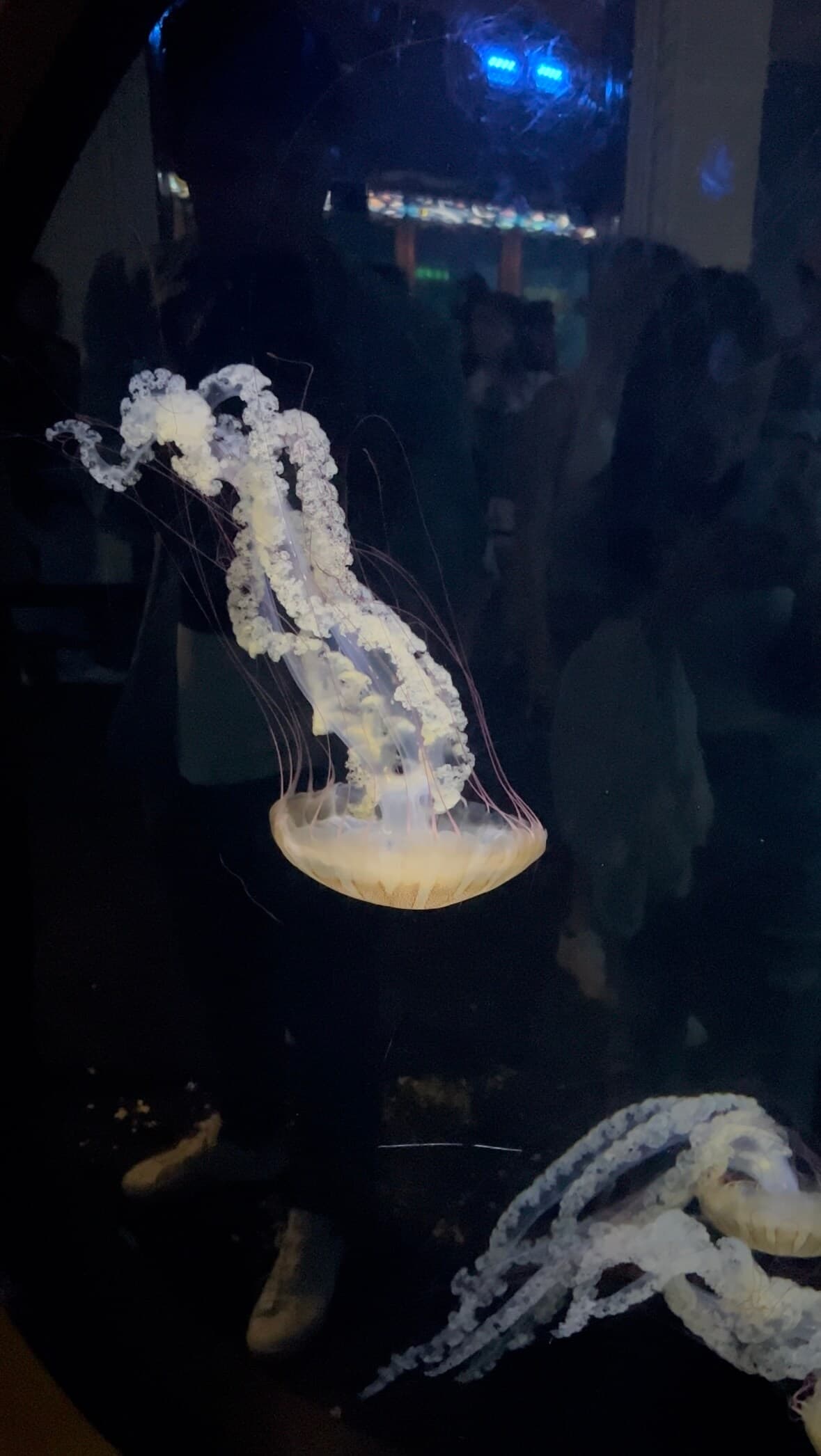 Jellyfish